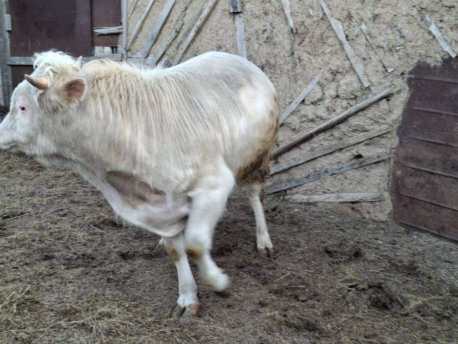 Откорм бұқа сатылады,екі жасар Жымпитыда