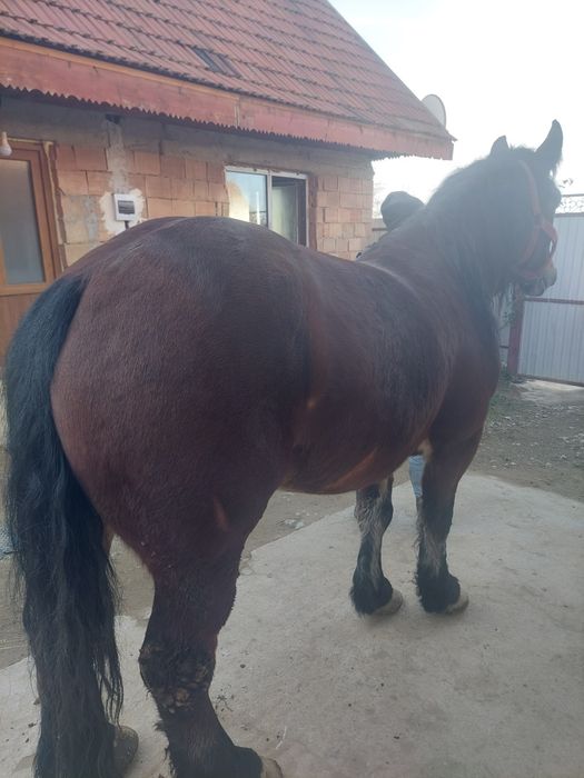 Manza semi grea de vânzare 4 ani  prețul e în euro negociabil