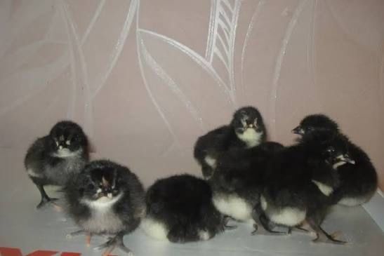 Австралорп Руминия балапандары сатылады