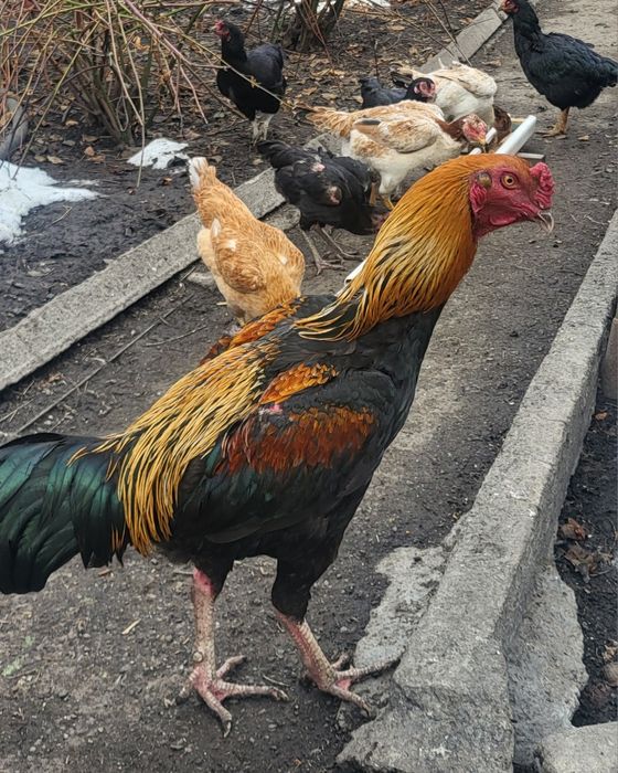 Дакан. Конец мая.