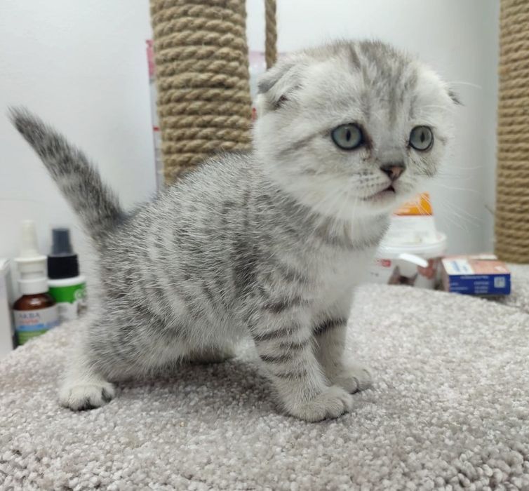 висЛоуХие ПлЮшевыЕ коТята