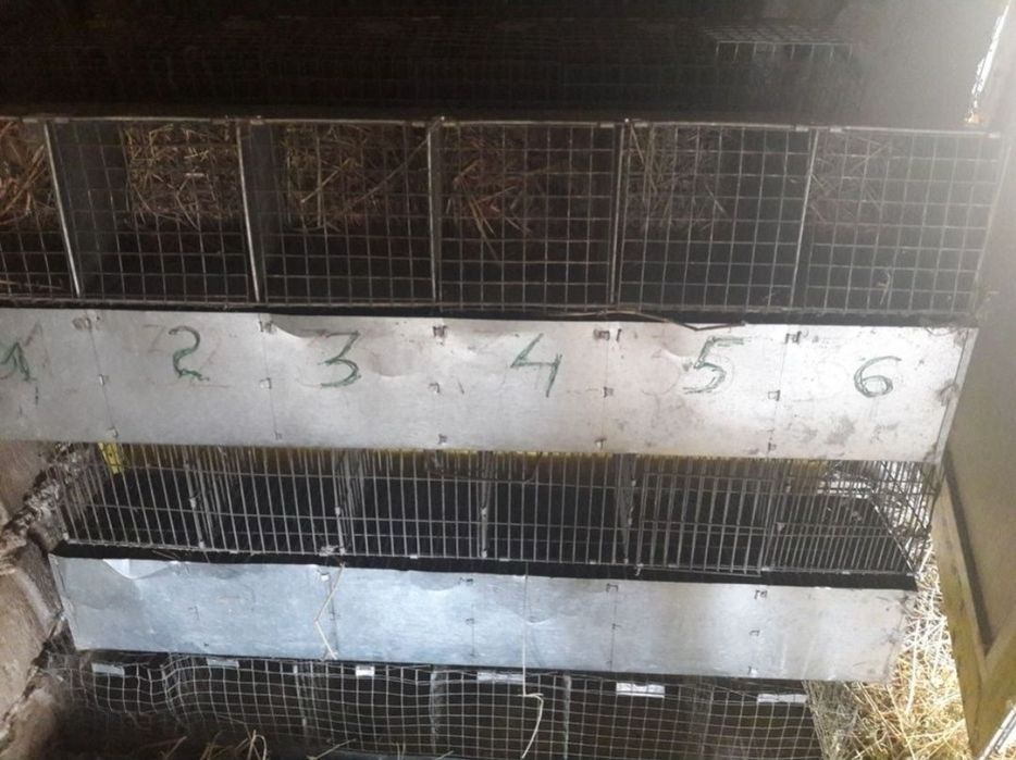 Custi iepuri, baterii chinchilla