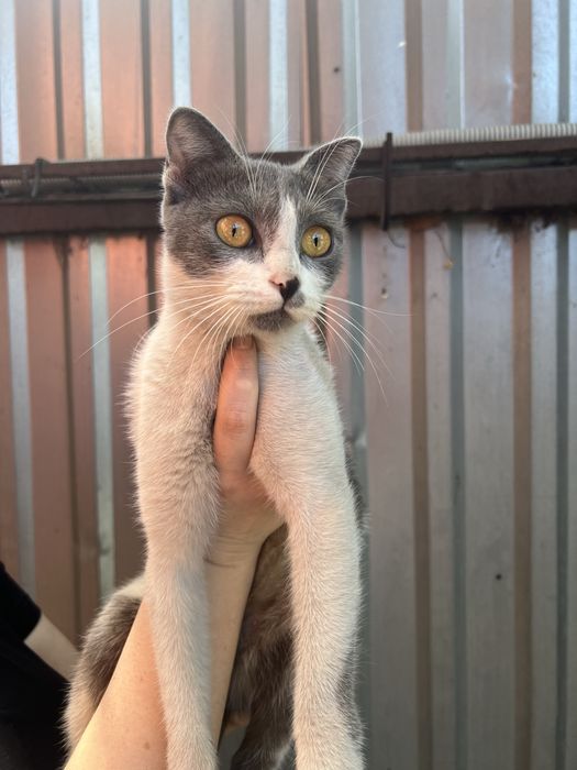 Ласковая кошка ищет дом