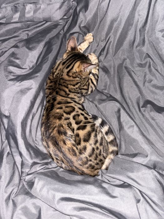 Продам бенгальскую кошечку