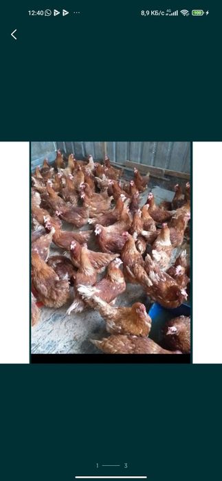 Куры несушки ломан Браун