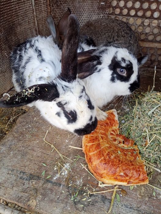 Қойан қойан қойан