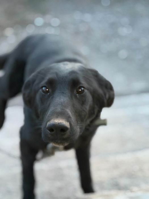 Отдам девочку в добрые руки