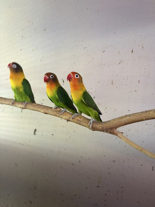 Продаются неразлучники