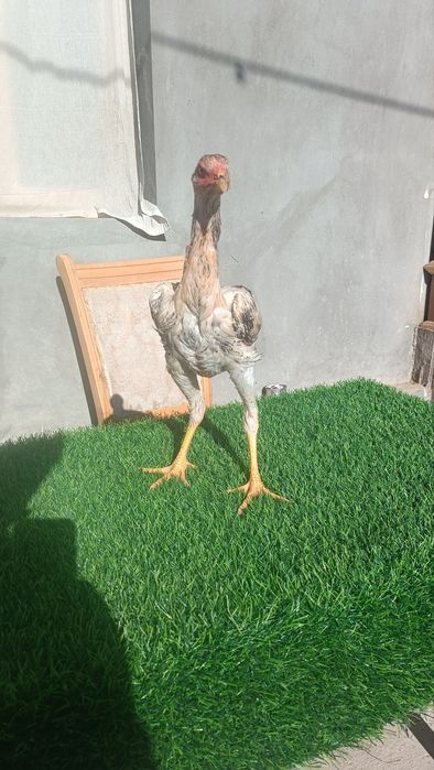 Dakan joja sotiladi