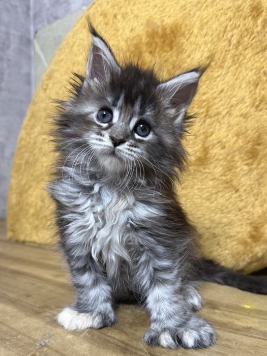 шикарные котята мейнкуны