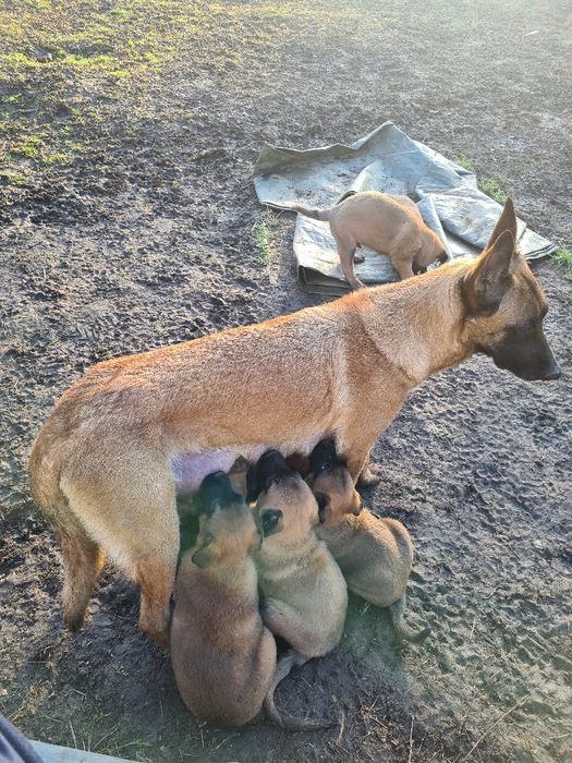 Белгийска овчарка  - малиноа