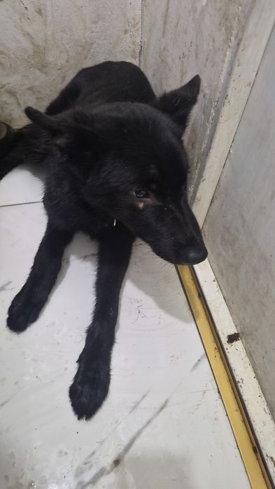 Отдам в хорошие руки