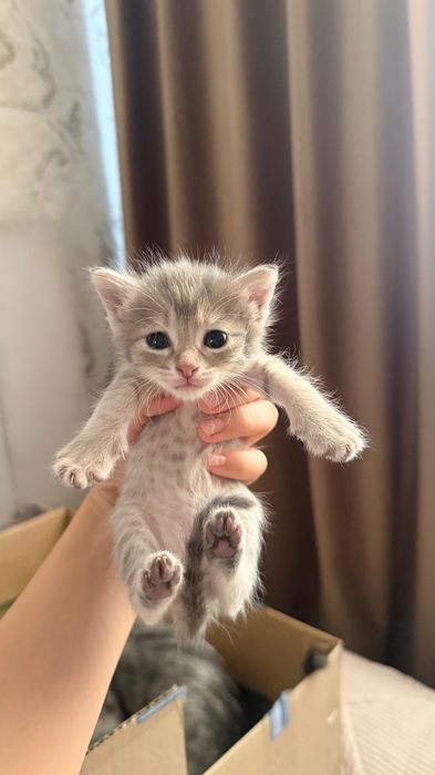 Шотландский Прямоух