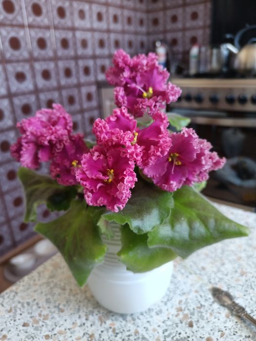 Продам сортовые фиалки