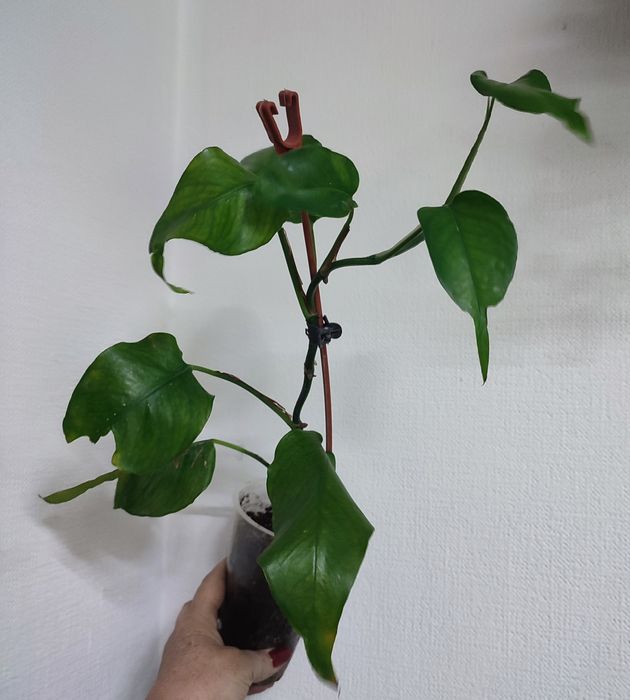 Сциндапсусы и Эпипремнумы