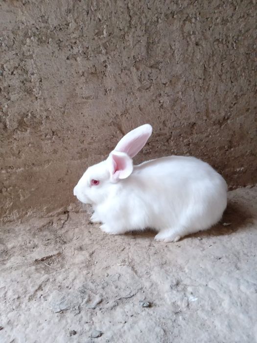 Коян чисты великан