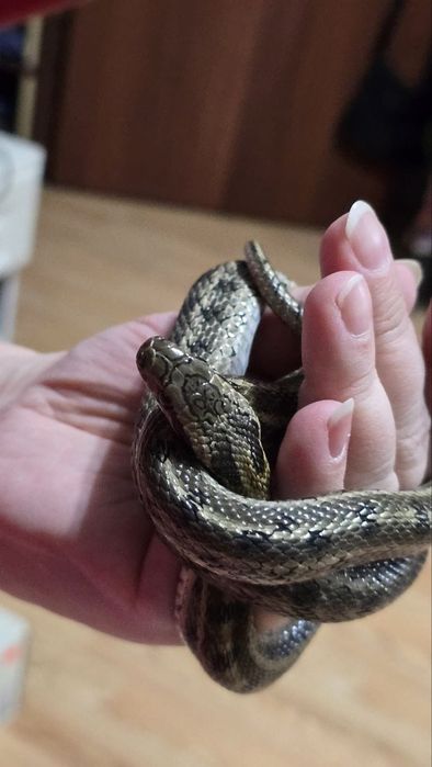 Продам Змею. Полоз