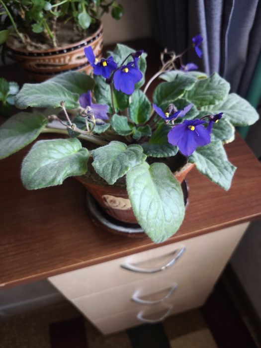 Цветы комнатные эониум, спатифилум, фиалки, денежное дерево