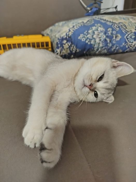 котенок породестая девочка