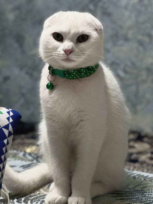 Arzonga Shkotish Fold