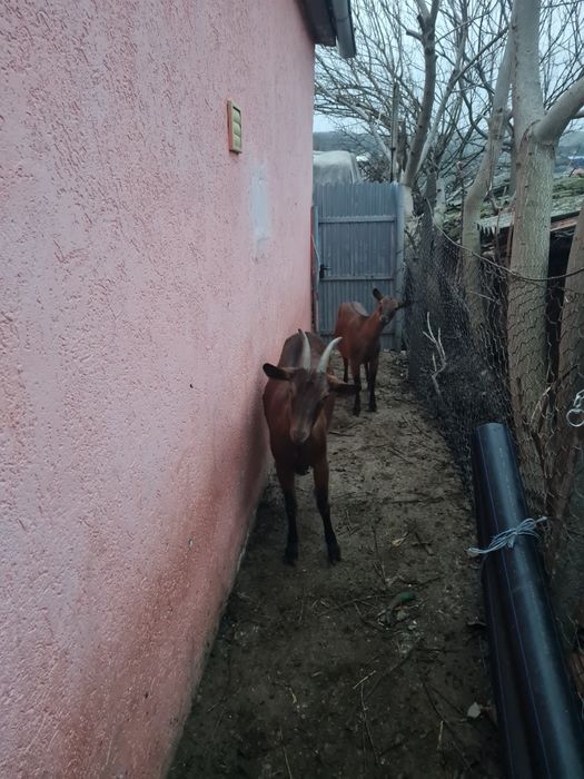 Vând 2 capre Alpin Francez