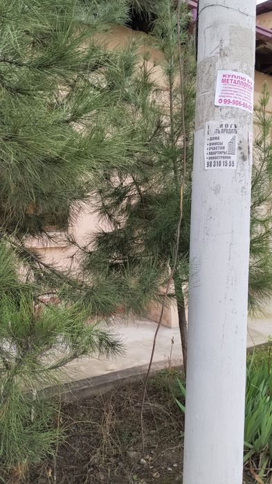 Сосна не молодая