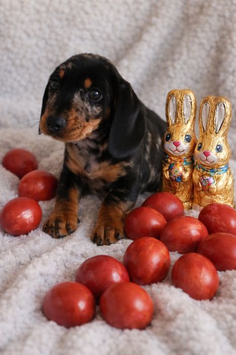 Fetițe tekel teckel techel mini toy