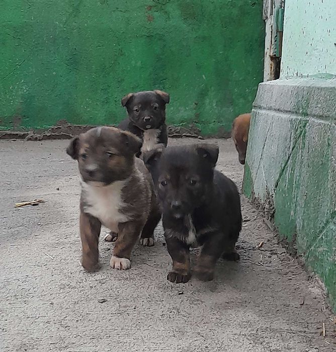 Adoptie 6 pui de caine