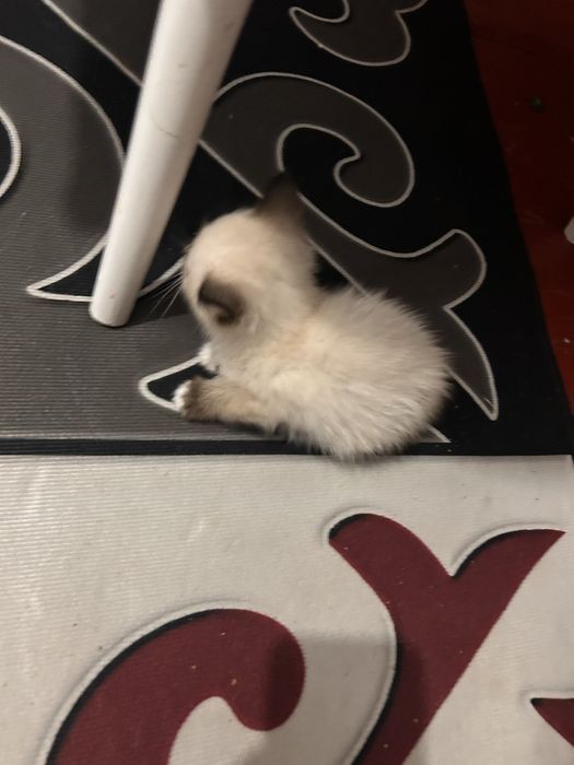 Отдам сиамских котяток