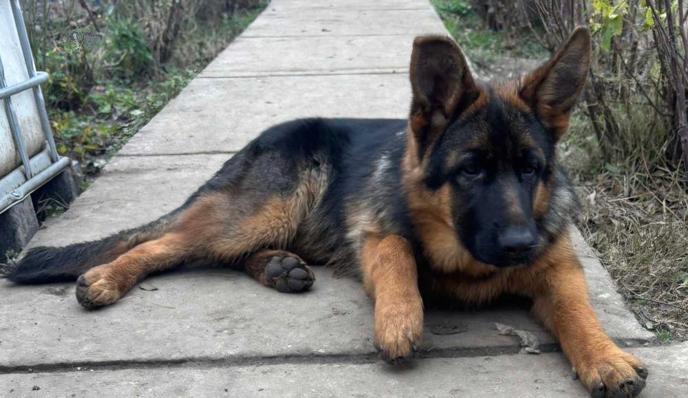 Pui Ciobanesc German Cu Pedigree