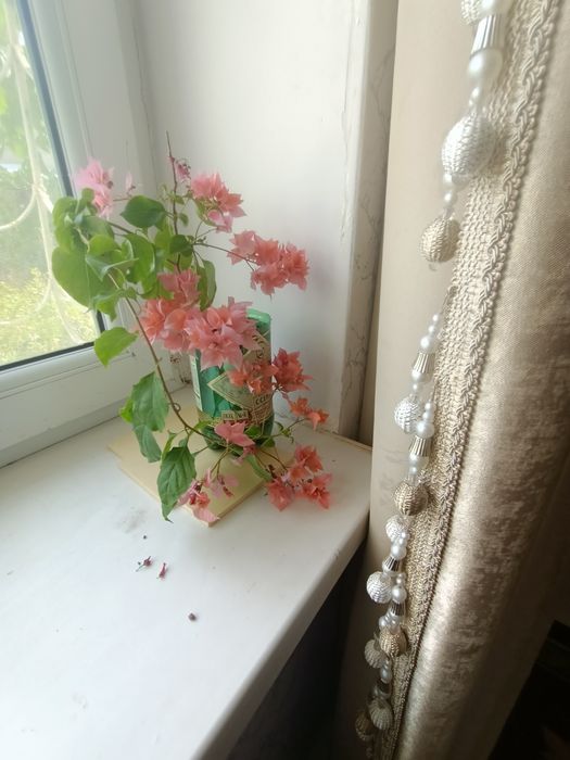 Комнатные цветы продается