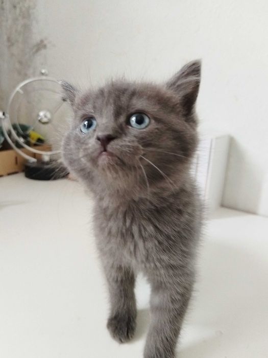 британский котенок