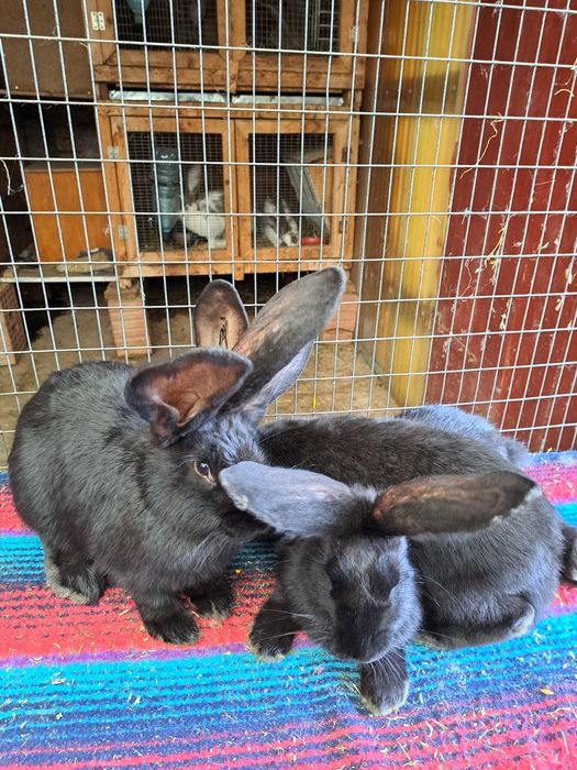 Vand iepuri urias german