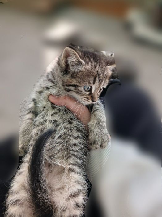 Котят 2 месяц бесплатно