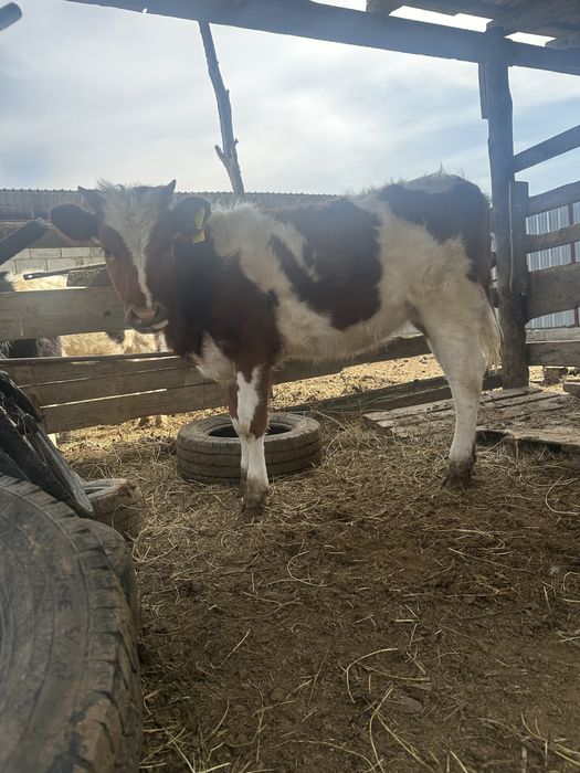 1 жас 1 ай, три тёлки.