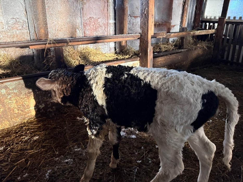 Продам 3 тёлочки