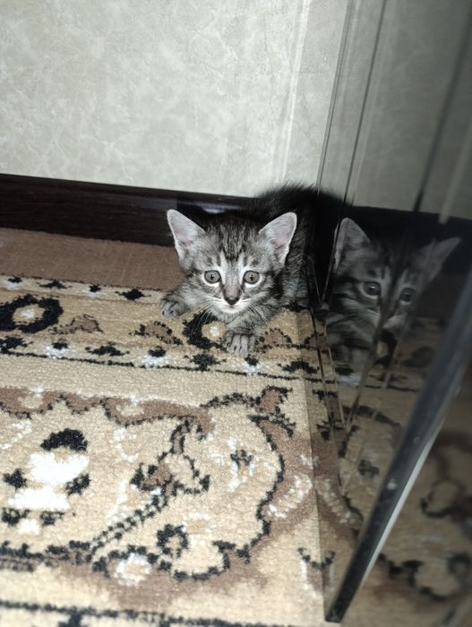 Котята бесплатно