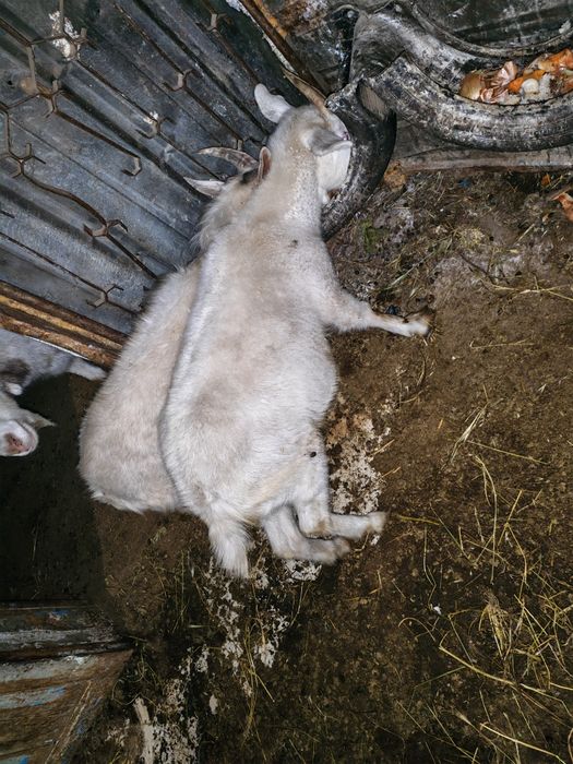 Ешкилер козы городе