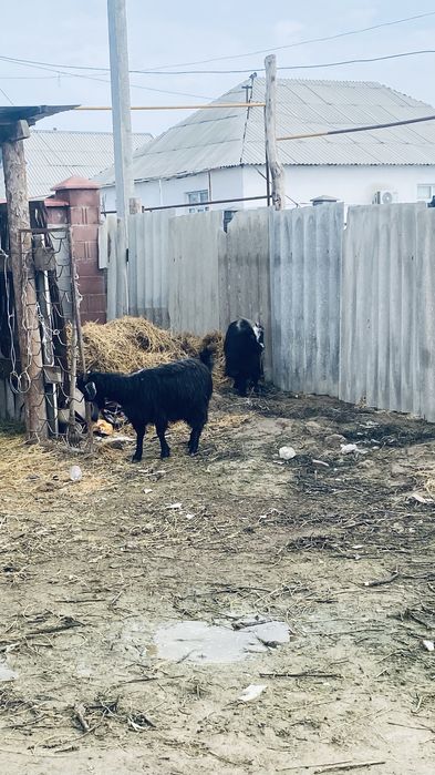 Буаз Ешкылер сатылады