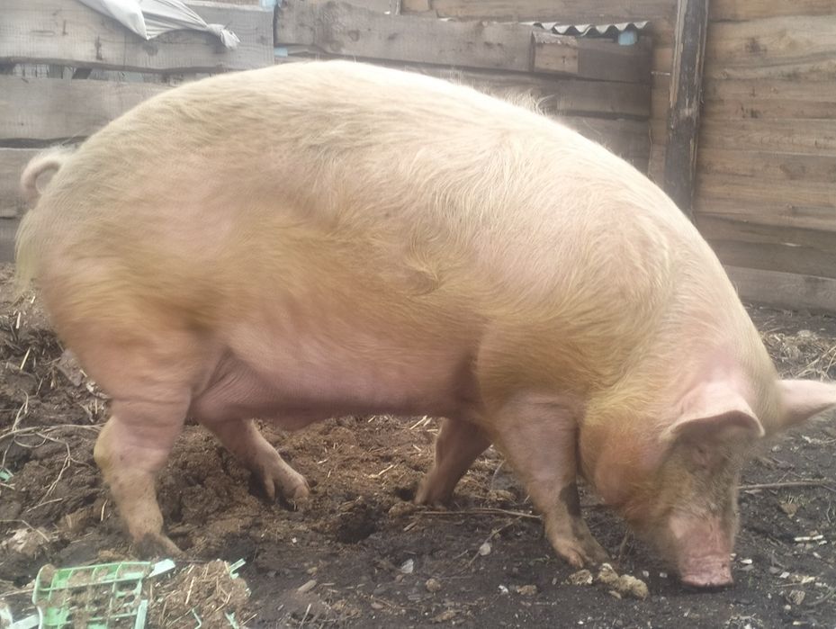 Продам племенного хряка