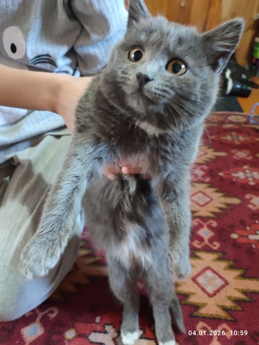 Продам котенка серого цвета