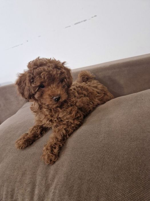 Бебенце пудел той