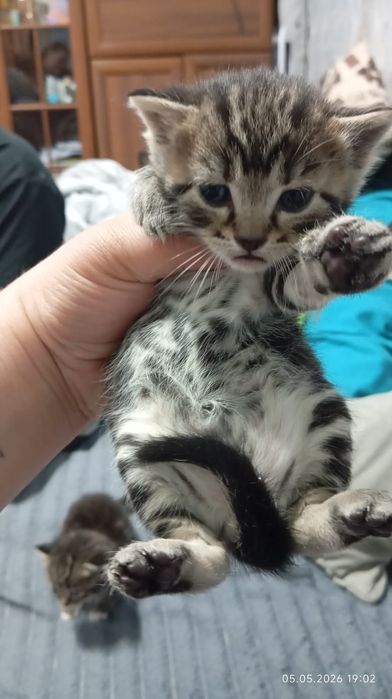 Продам котят красивые ласковые