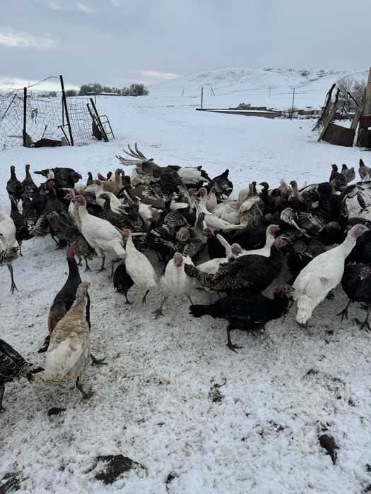 Индюктер сатылады