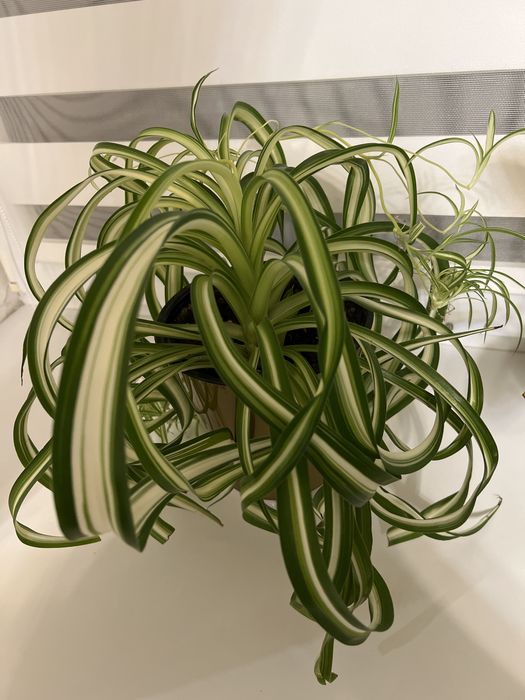 Продам хлорофитум очень полезный цветок в доме.