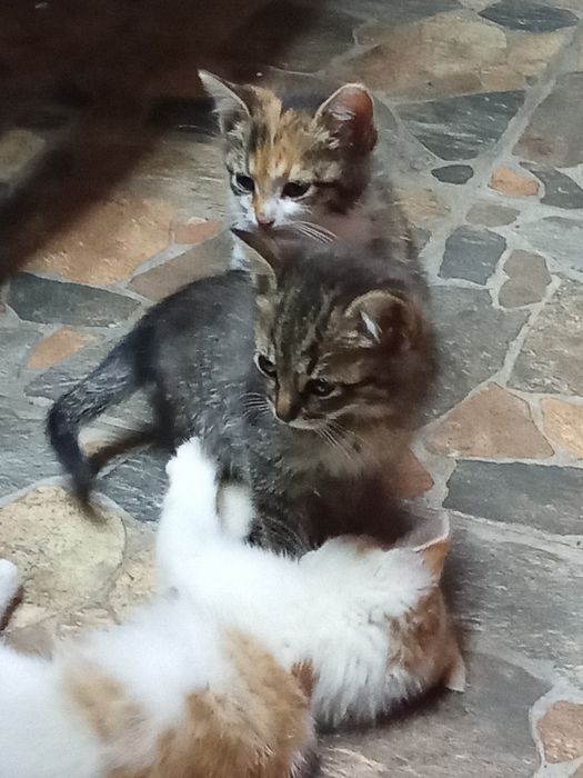 Подарявам котенца