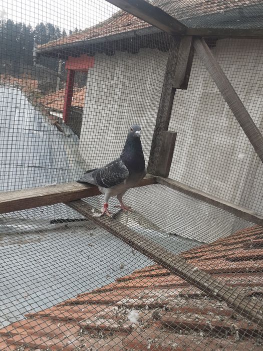 Porumbei la prețuri accesibile