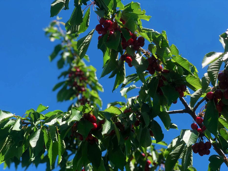 Cireșe bio gustoase