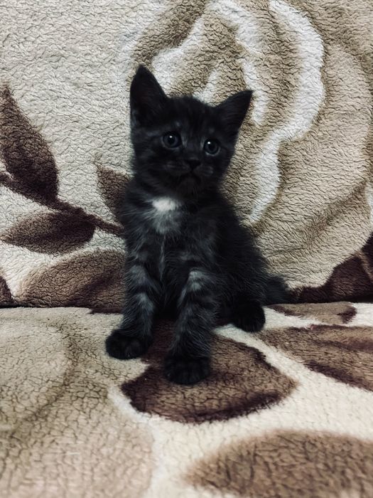 Отдам котят в дрбрые руки