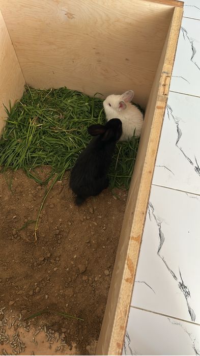 Продам двух кроликов